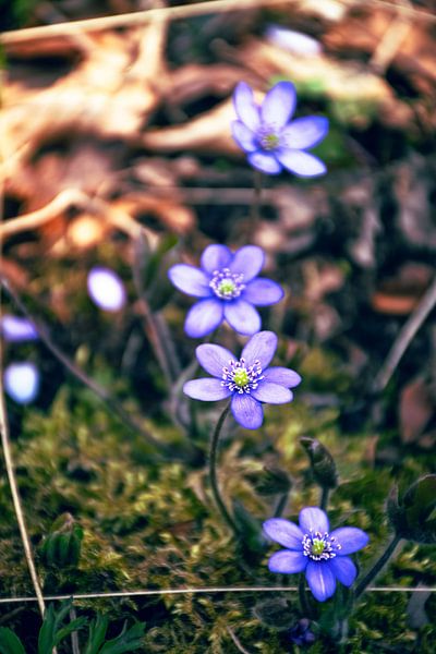 Der Frühblüher von D.R.Fotografie