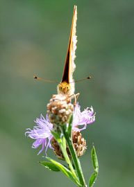 Einem Schmetterling in die Augen geschaut von Miriam Ulrich