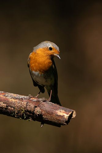 Robin à Schaijk, Pays-Bas