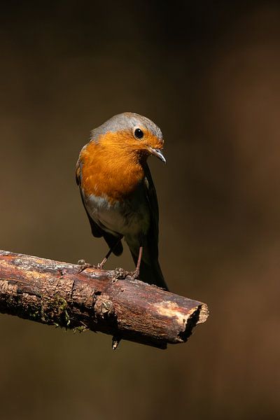 Robin in Schaijk, Niederlande von Liebregts Fotografie