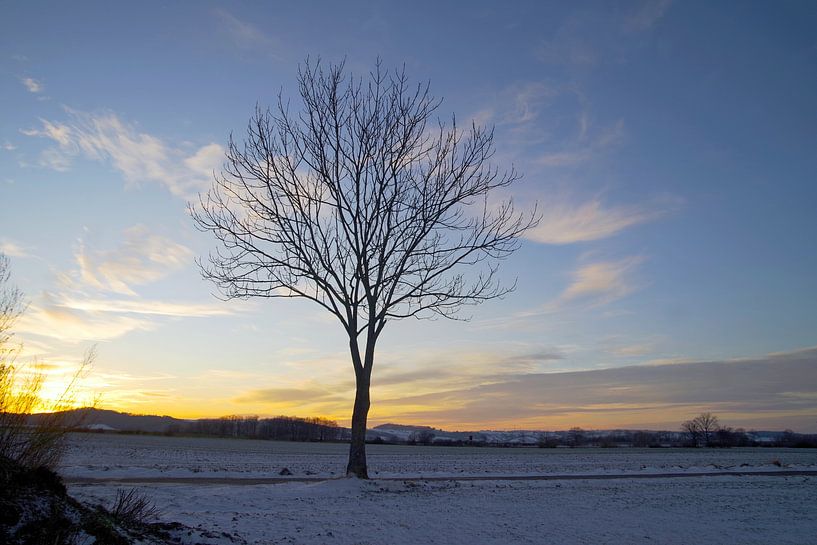 kahler Baum von Steffi Hommel