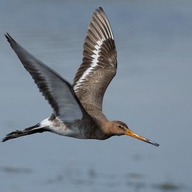Black-tailed Godwit (Limosa limosa) flies out of the water by Eric Wander
