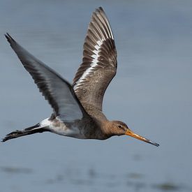 Uferschnepfe (Limosa limosa) fliegt aus dem Wasser von Eric Wander