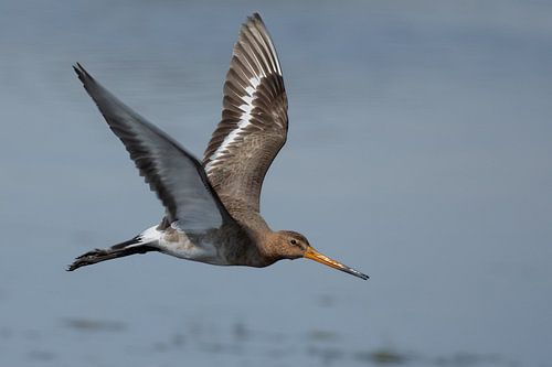 Grutto (Limosa limosa) vliegt op uit het water