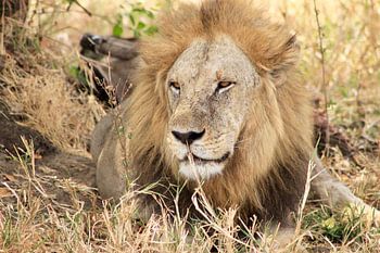 Leeuw, Tanzania, Afrika