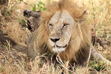 Leeuw, Tanzania, Afrika von Rixt van der Ende