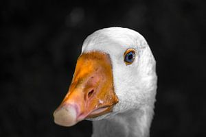 Goose