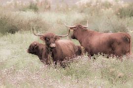 schotse hooglanders  van miranda  Leenheer