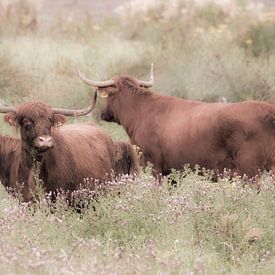 schotse hooglanders  von miranda  Leenheer