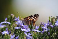 Distelvlinder op lila bloemen