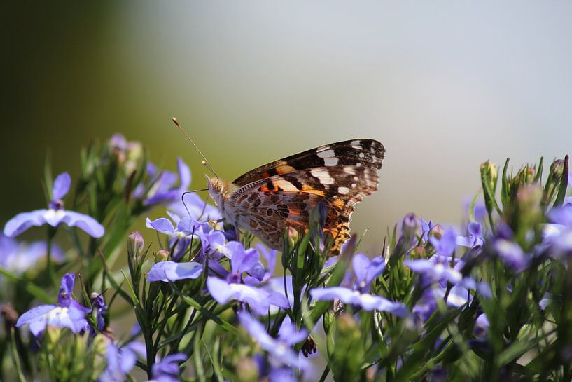 Thistle butterfly on lilac flowers by Shirley Douwstra