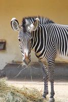 Schattige zebra kijkt verbaasd in de camera terwijl hij eet