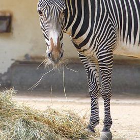 Cute zebra looking at camera while eating by LuCreator