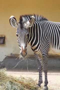 Schattige zebra kijkt verbaasd in de camera terwijl hij eet van LuCreator