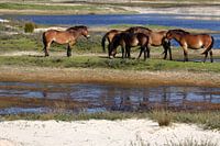 Wilde Paarden op Terschelling