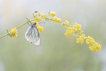 Groot geaderd witje