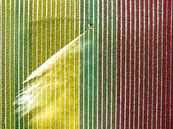 Tulpen in een veld besproeid door een waterkanon van Sjoerd van der Wal Fotografie thumbnail
