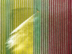 Tulpen auf einem mit einem landwirtschaftlichen Sprinkler besprühten Feld