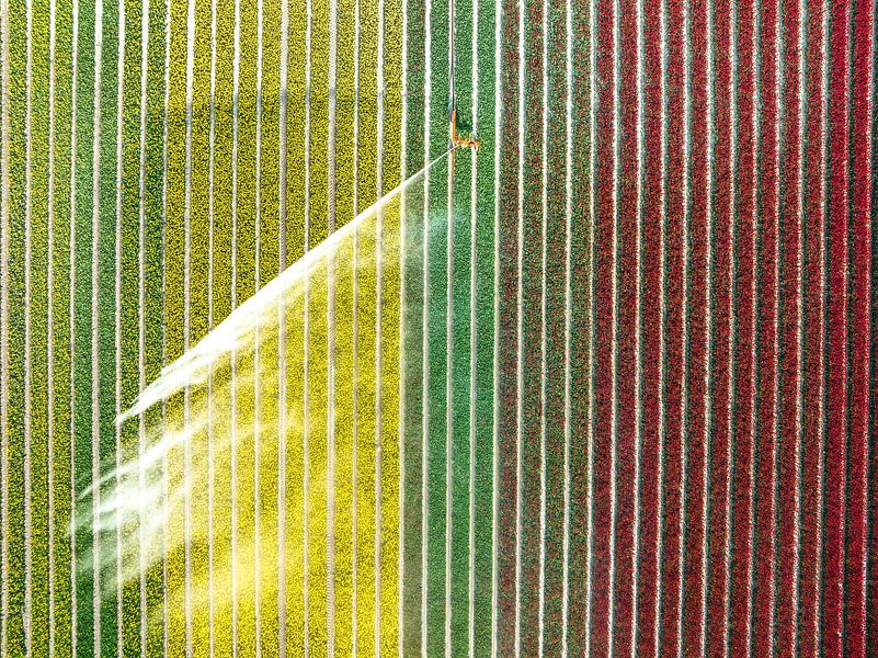 Tulpen in een veld besproeid door een waterkanon van Sjoerd van der Wal Fotografie