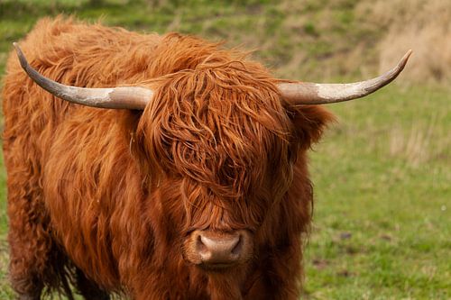 schotse hooglander