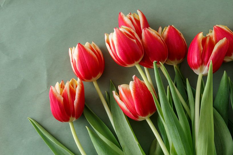 Rode tulpen par EstrellaFoto