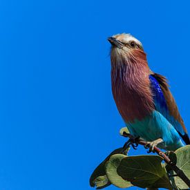 Colored bird on branch tree Botswana van P Design