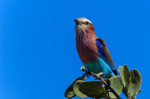Colored bird on branch tree Botswana