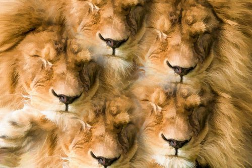 Sleeping lion - turn around