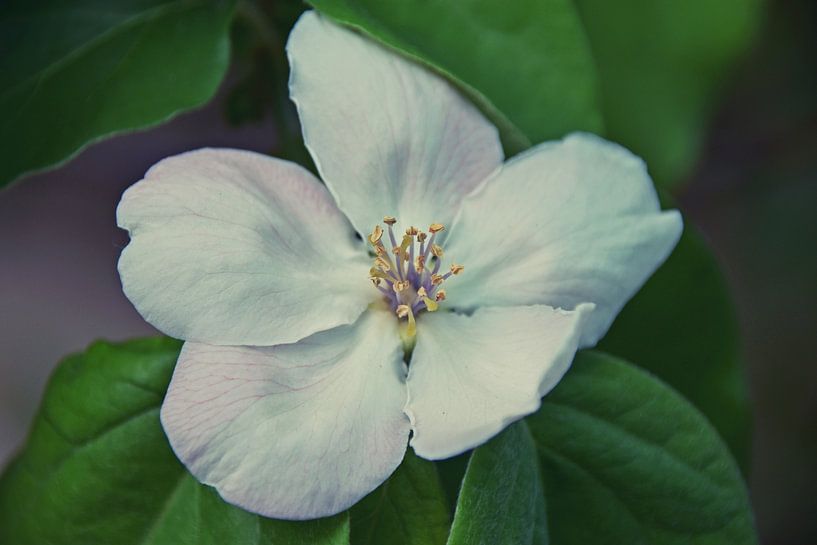 Quitenblüte von Werner Lehmann