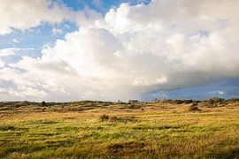 Noordhollands Duinreservaat, Dünenlandschaft bei Bakkum von J.P. Zwart