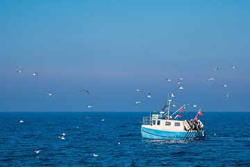 Fishing boat with seagulls on the Baltic Sea in front of Warnemünde