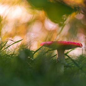 Toadstool by Samuel Houcken