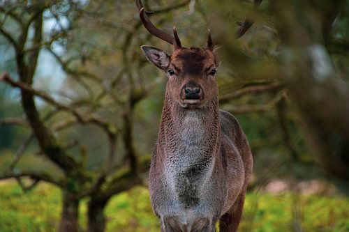 The beautiful deer that kept posing.