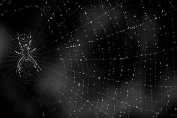 Spinnenweb met dauwdruppels van eric van der eijk