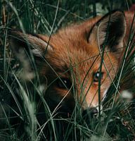 Baby fox in the grass