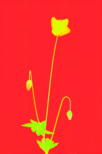 Primair gekleurde papaver