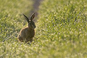 Feldhase ( Lepus europaeus ) am frühen Morgen in einem taunassen Feld, wildlife, Europa.