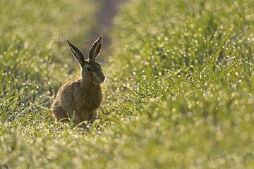 Europese haas ( Lepus europaeus ) in een bedauwd veld in de vroege ochtend, wilde dieren, Europa. van wunderbare Erde