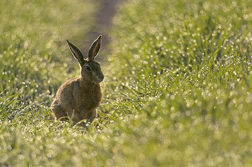 Lièvre d'Europe ( Lepus europaeus ) dans un champ couvert de rosée au petit matin, faune sauvage, Eu