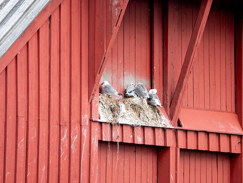 Wahrhaft skandinavisch