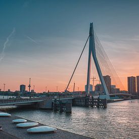 Le cygne de Rotterdam sur Tim Vrijlandt