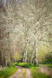 Waldweg mit grauen Kieselsteinen (Gemälde) von Art by Jeronimo