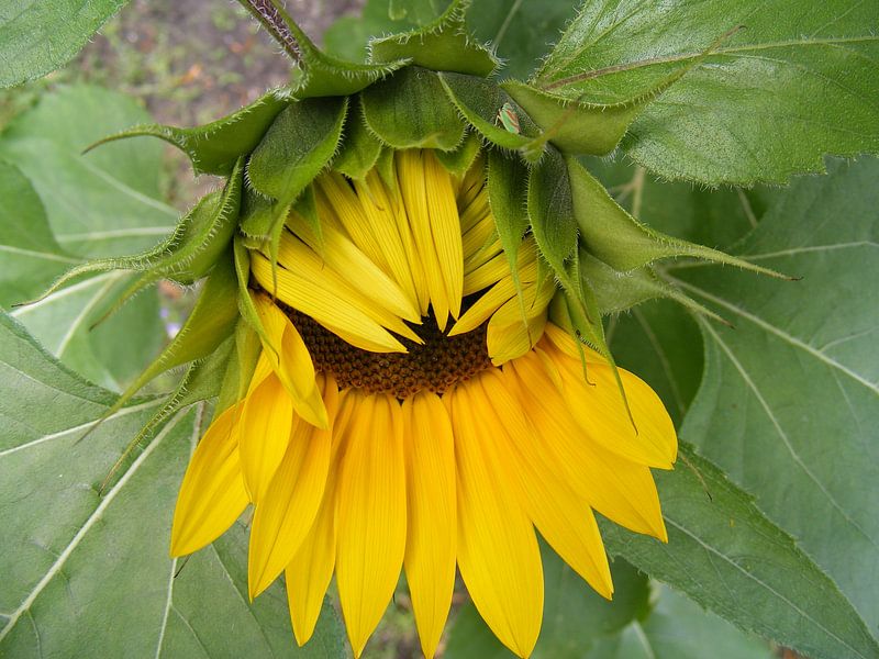 Sunflower by Mirjam van Ginkel