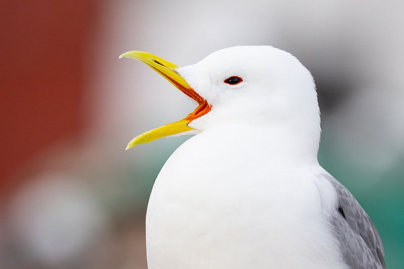 Vögel | Dreizehenmöwe in Farben gehüllt - Norwegen von Servan Ott