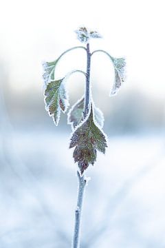 Pareltje in de natuur tijdens een koude ochtend
