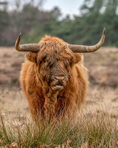 Porträt eines schottischen Highlanders