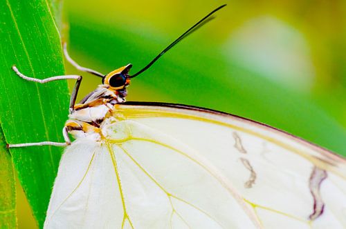 Witte morpho vlinder in detail