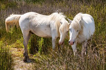 Camargue-Pferde von Dieter Walther