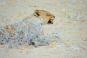 NAMIBIA ... The Lioness I