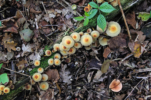 Forest Mushrooms